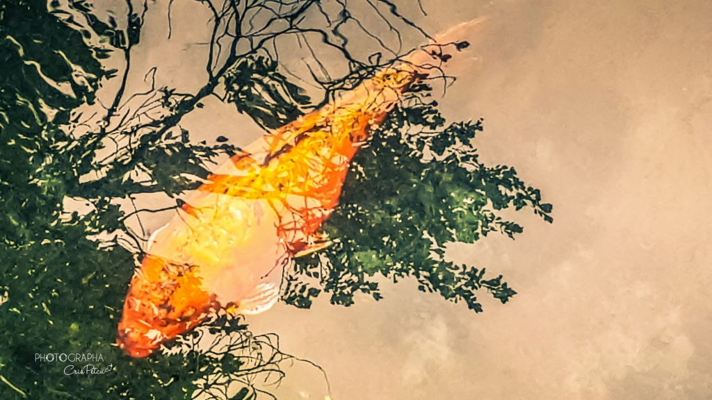 Pești în curtea Bisericii Taxiarches, Skiathos, Grecia